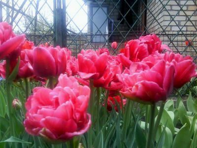 Призовой фонд - 100 луковиц сортовых тюльпанов от Геннадия Колчева