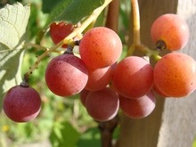 О влиянии различных растений на виноград