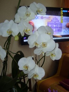 Частная коллекция цветущих орхидей