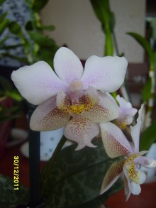 Гибридная орхидея