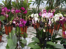 Королевский подарок - орхидея фаленопсис