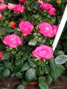 Роза миниатюрная в горшочке - идеальный подарок к 8 марта