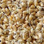 В молодых ростках пшеницы много энзимов