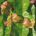 Гриб-паразит тафрина на листьях