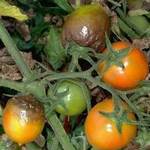 Фитофтора у томатов