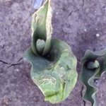 Вирус некроза табака на листьях тюльпана