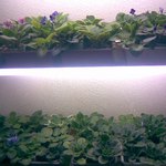 Эффективное освещение растений