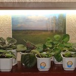 Энергосберегающие лампы в освещении растений