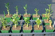 Растения, обработанные и необработанные регуляторами роста
