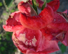 Как защитить розы от болезней и вредителей?