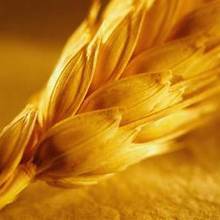 Wx-пшеница: перспективные направления использования