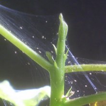 Серьезное повреждение растения паутинным клещом