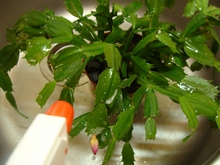 Цирконом обрабатывают комнатные растения в стадии бутонизации