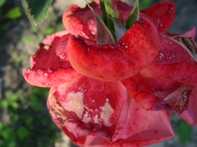 Поврежденный тлей цветок розы