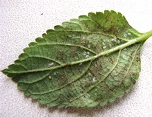 Изуродованный личинками белокрыдки лист лантаны (половина личинок уже смыта)