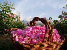 Эфиромасличные сорта розы дамасской для получения розового масла