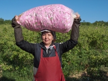 Бутоны розы на плантациях Болгарии собирают вручную