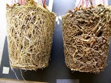 Сравнение корней здорового растения и пораженного корневой галловой нематодой справа