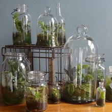 Сад в бутылке - флорариум для эстета