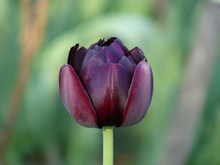 Для выгонки тюльпаны и другие луковичные (кроме амариллисовых) используют всего 1 год, при выгонке два года подряд на второй год они цвести не будут