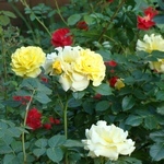 Ремонтантные розы подкармливают азотом трижды за сезон