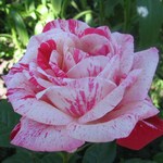 Как удобрять и подкармливать розы?