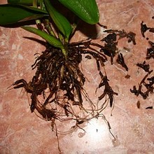 От перелива у орхидей быстро загнивают корни