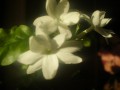 P3261928 цветок жасмина отп.JPG