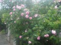 P5201928 роза.JPG