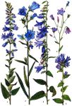 Campanula.jpg