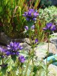 DSC03926.JPG