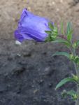 DSC03952.JPG