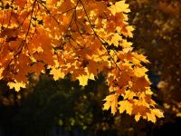 golden_autumn2.jpg