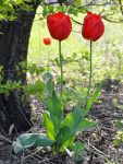 two_tulips.jpg