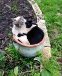cat-plant.jpg