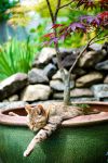 cat-in-flowerpot-38__605.jpg