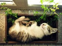 cat-in-flowerpot-31__605.jpg