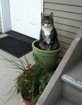 cat-in-flowerpot-8__605.jpg