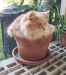 cat-in-flowerpot-3__605.jpg
