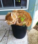 cat-in-flowerpot-2__605.jpg