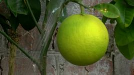 citrus1.jpg