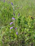 DSC04767.jpg