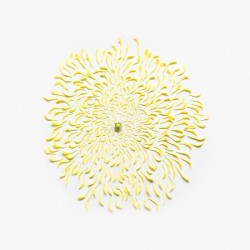 5chrysanthemum-exploded-2-square-portfolio-rag-A3.jpg