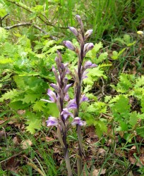 Violet-bird's-nest-orchid.Limodorum-abortivum.Limodore-&#224;-feuilles-avort&#233;es.France....jpg