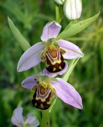 ophrys_apifera1.jpg