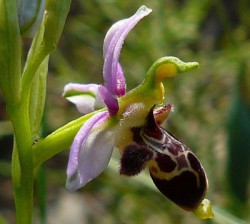 woodcock-orchid-ophrys-scolopax1.jpg