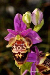 Orchis scolopax helreichii copy.jpg