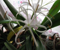gimenocallis.jpg
