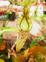 Nepenthes%20raflesiana%20.jpg