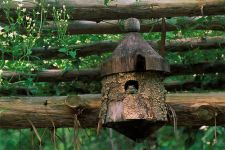 S1010-frog-in-birdhouse.jpg
